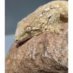 Nycaledonisk kæmpe gekko Moro - Rhacodactylus leachianus