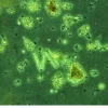 Nyos Phytomaxx Live Phytoplankton koncentrat 250 ml