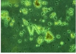 Nyos Phytomaxx Live Phytoplankton koncentrat 250 ml