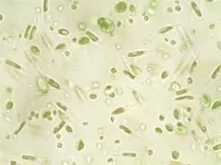 Nyos Phytomaxx Live Phytoplankton koncentrat 250 ml