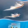 Ocean Nutrition Super Shrimp HUFA enriched Artemia Blister 100 g