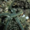 Ophiarachna incrassata (olivengrøn slangesøstjerne)