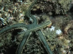 Ophiarachna incrassata (olivengrøn slangesøstjerne)