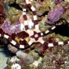 Ophiolepis Superba slangesøstjerne