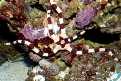 Ophiolepis Superba slangesøstjerne