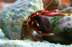 Orangekloet Eremitkrebs (Calcinus tibicen) 2-3 cm
