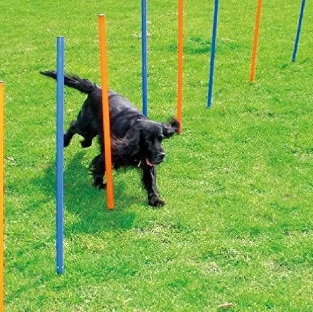 Pawise Hunde Agility Slalom 12 stk pæle - sjov hundetræning