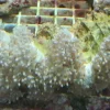 Physogora lichtensteini