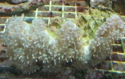Physogora lichtensteini