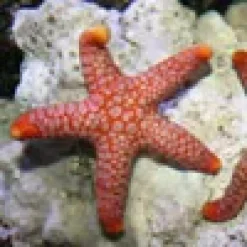 Pink Søstjerne (Fromia monilis)