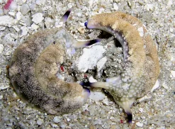 Plakobranchus Ocellata søsnegl