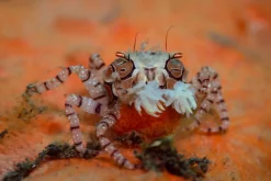 Pom-pom krabbe (Libya sp.)
