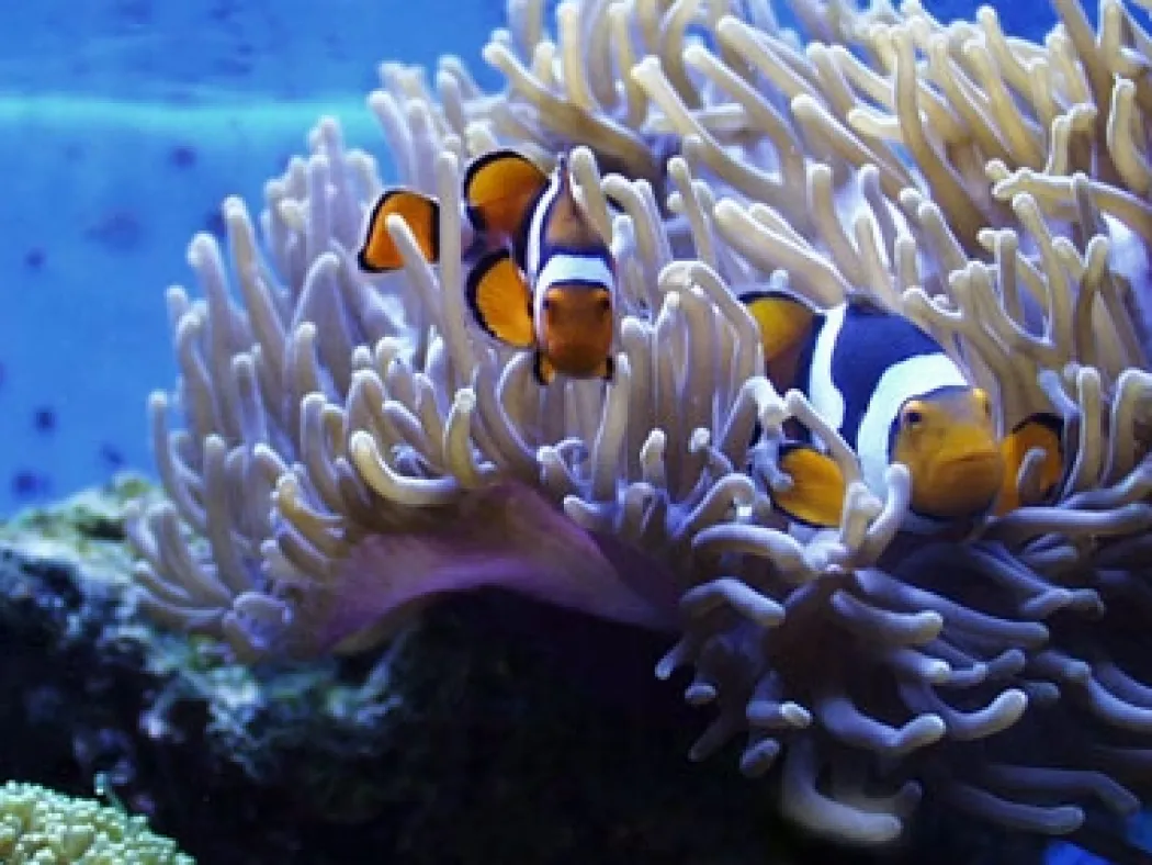 Radianthus Colored Anemone (Heteractis magnifica)