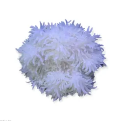 Radianthus Crispa Anemone