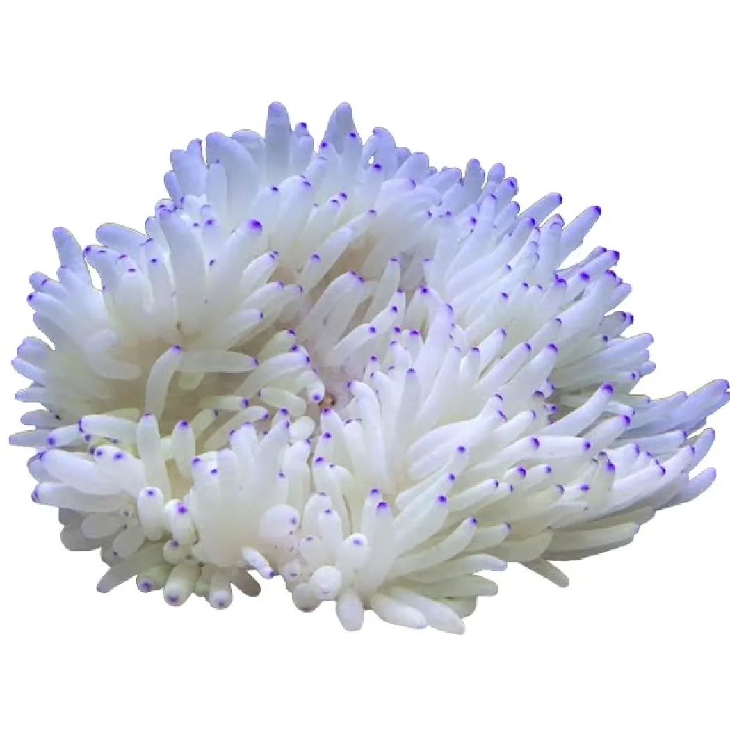 Radianthus Crispa Anemone