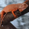 Rød Albino leguan (Iguana iguana)