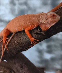 Rød Albino leguan (Iguana iguana)