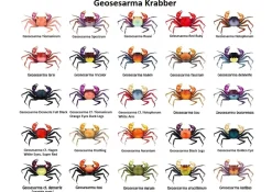 Rød Djævle Krabbe (Geosesarma Hagen)