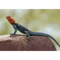 Rødhovedet klippeagame (Agama agama)
