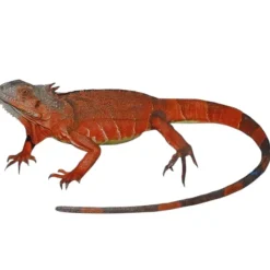 Rød leguan (Iguana iguana)