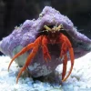 Red Leg eremitkrebs (paguristes cadenati)
