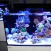 Red Sea Akvarium Max E-260 Hvid