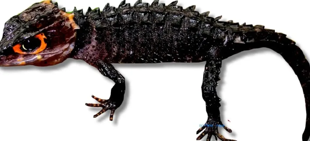Red-Eyed Bush Crocodile Skink (Tribolonotus Gracilis)