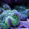 Ricordea Florida