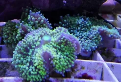 Ricordea Florida