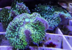 Ricordea Florida
