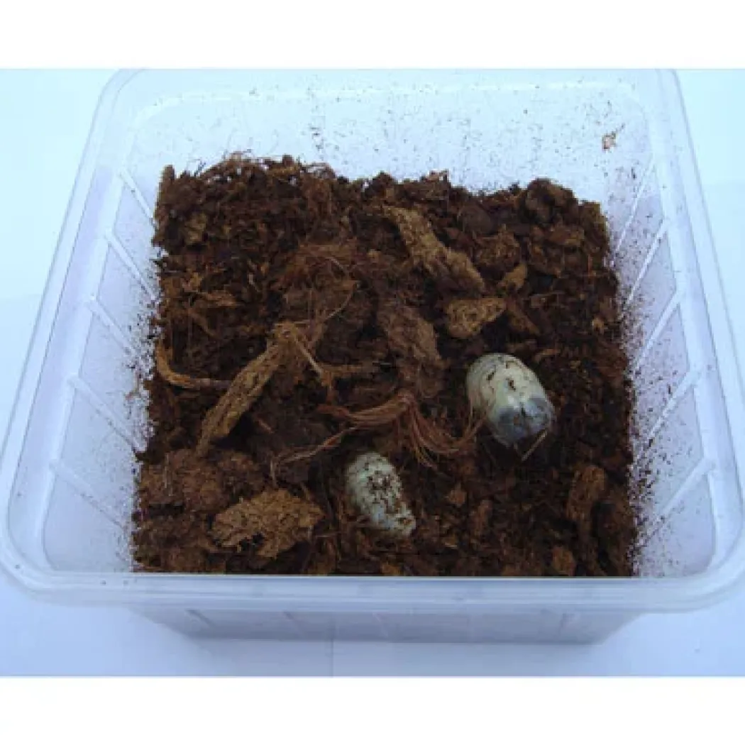 Rosenbille larver (Pachnoda sp) 10 stk