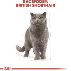 Royal Canin British shorthair 10 kg