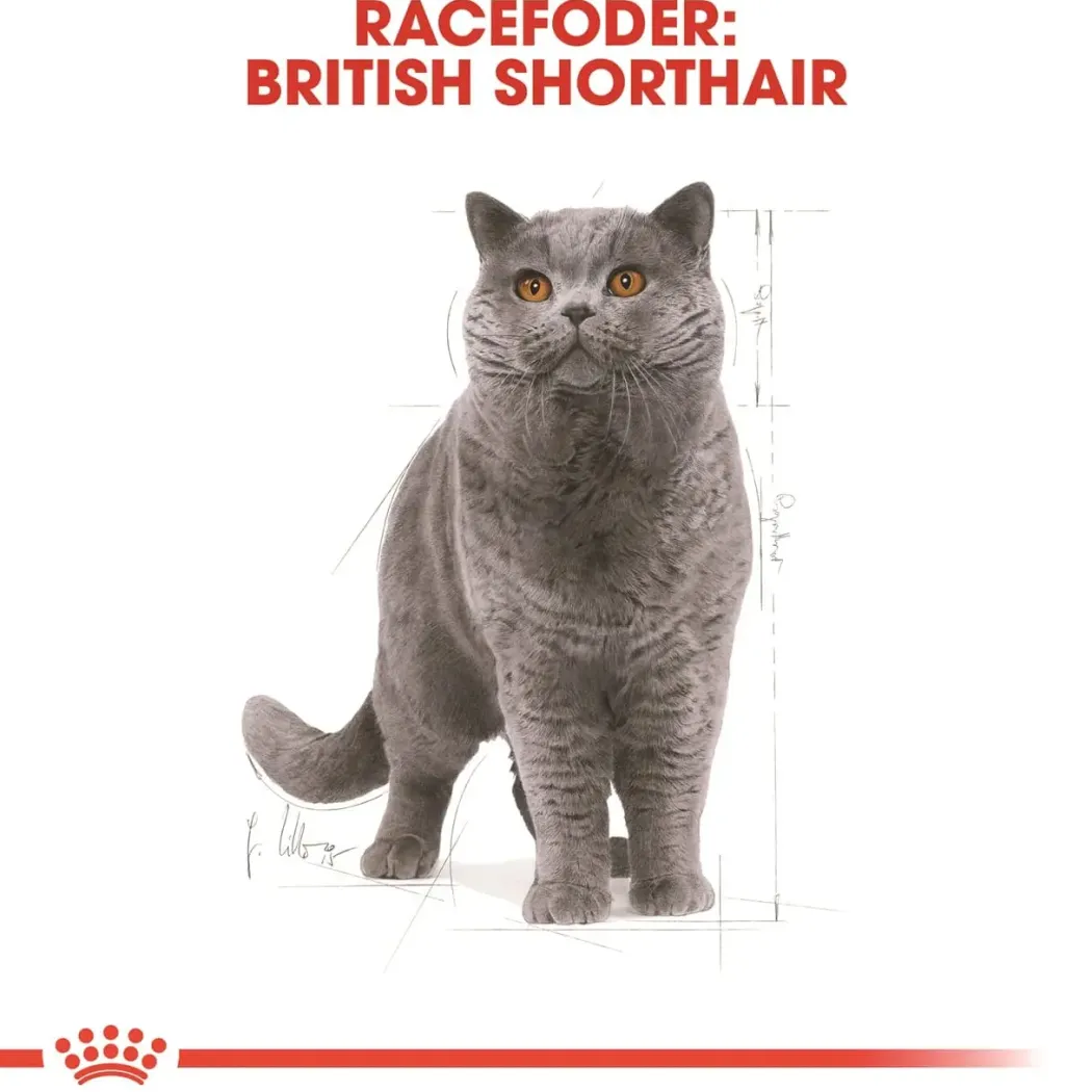 Royal Canin British shorthair 10 kg
