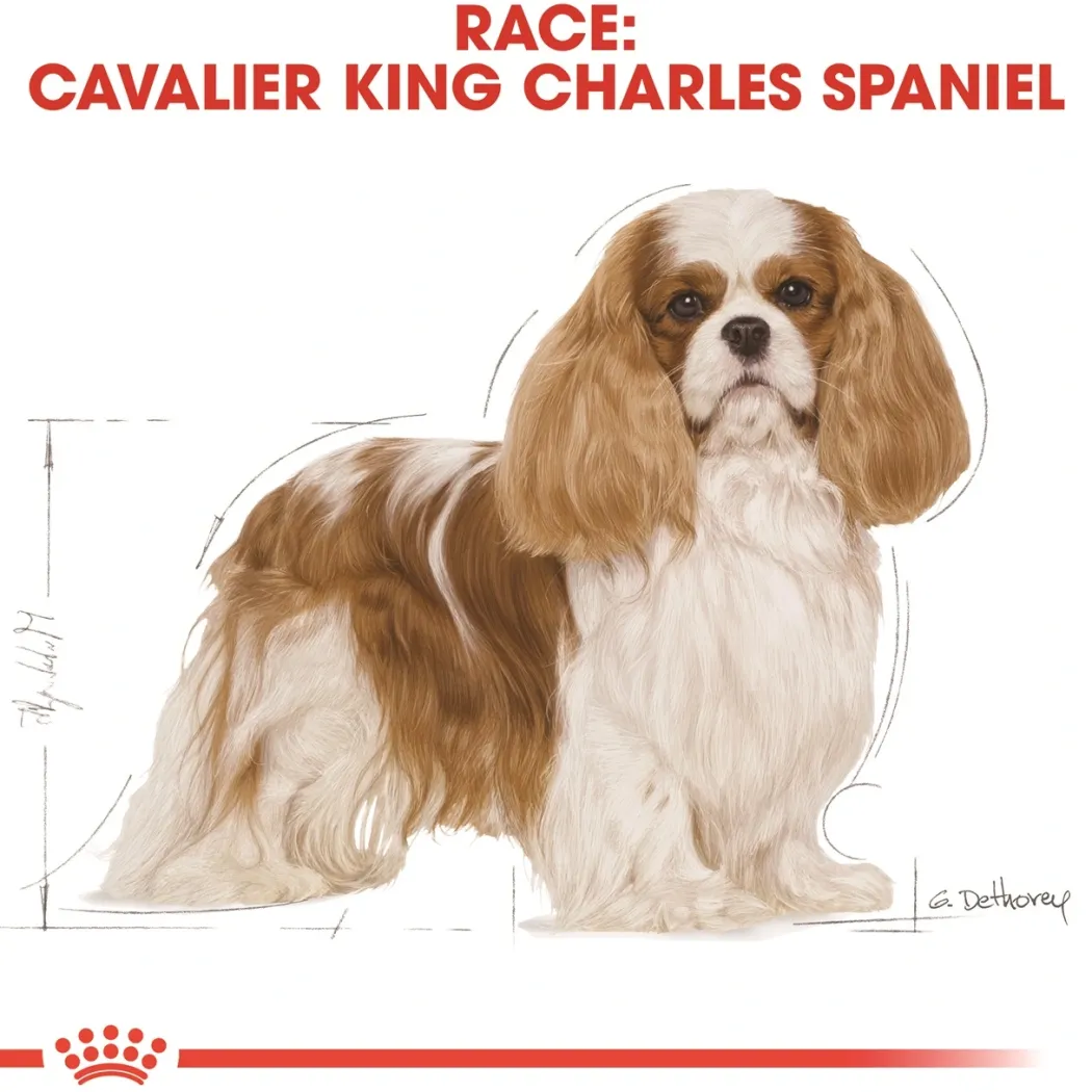 Royal Canin Cavalier King Charles Adult 1,5 kg - tørfoder til små hunde