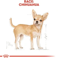 Royal Canin Chihuahua Adult 3 kg - tørfoder til små hunde