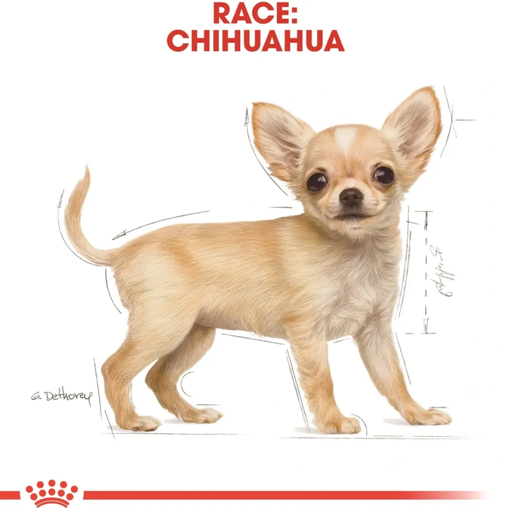 Royal Canin Chihuahua Puppy 1,5 kg - hvalpefoder