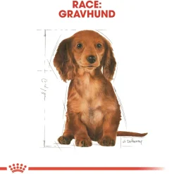 Royal Canin Dachshund Puppy 1,5 kg - tørfoder til Gravhund hvalpe