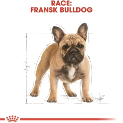 Royal Canin French Bulldog Adult 3 kg - tørfoder til voksne hunde