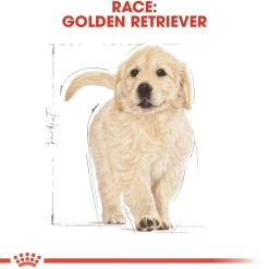 Royal Canin Golden Retriever Puppy 12 kg - tørfoder til hvalpe