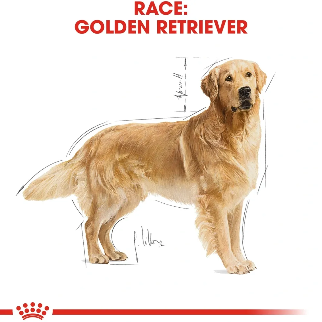 Royal Canin Golden Retriever Adult 12 kg - tørfoder til voksne hunde