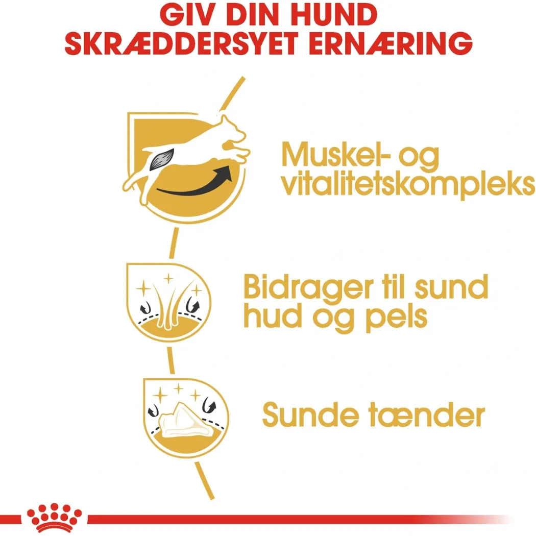Royal Canin Jack Russell Adult 1,5 kg - tørfoder til voksne hunde