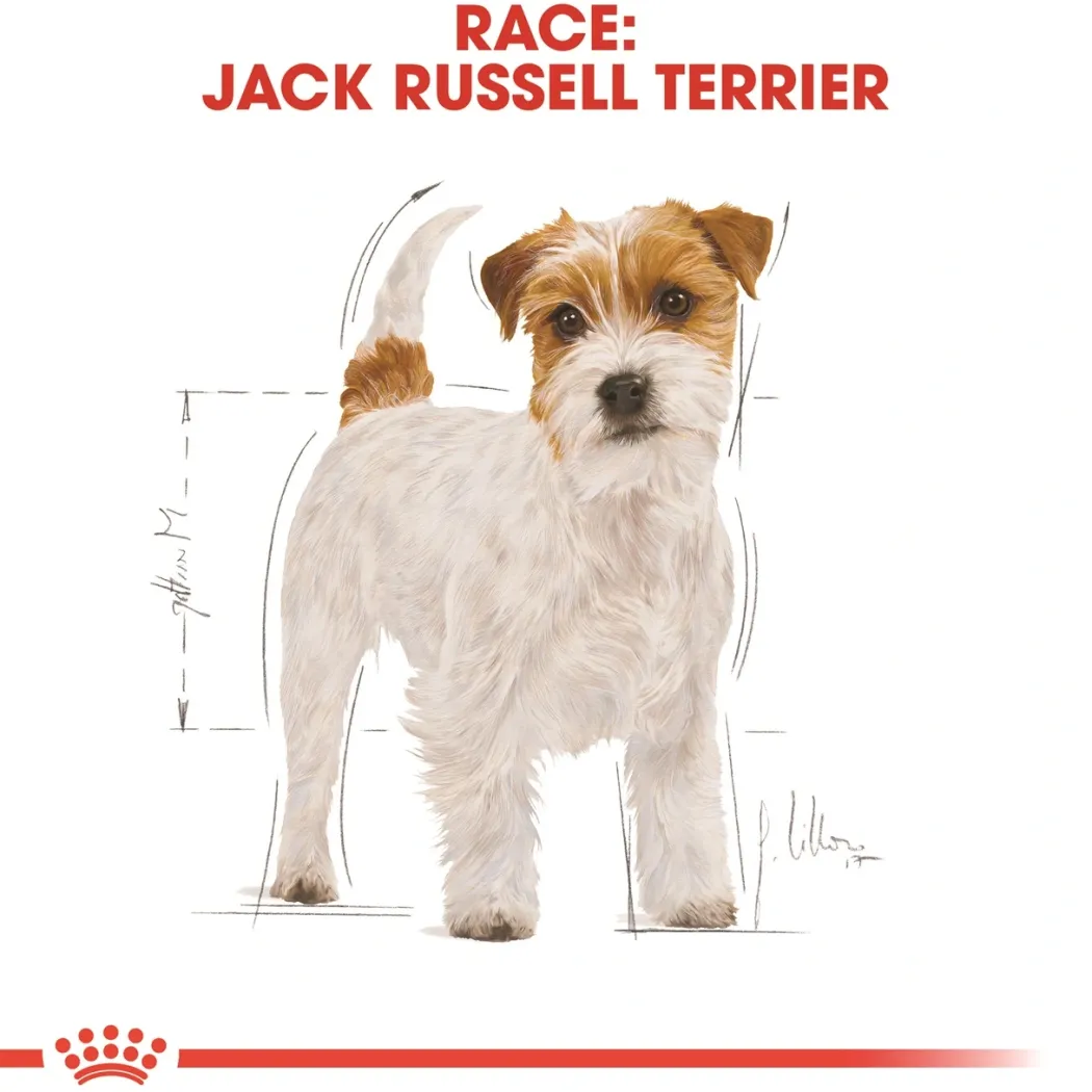 Royal Canin Jack Russell Adult 12 kg - tørfoder til voksne hunde