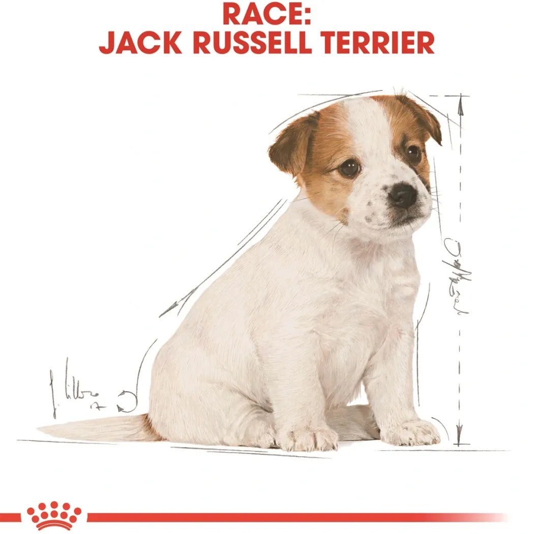 Royal Canin Jack Russell Puppy 1,5 kg - hvalpefoder til energi og vækst