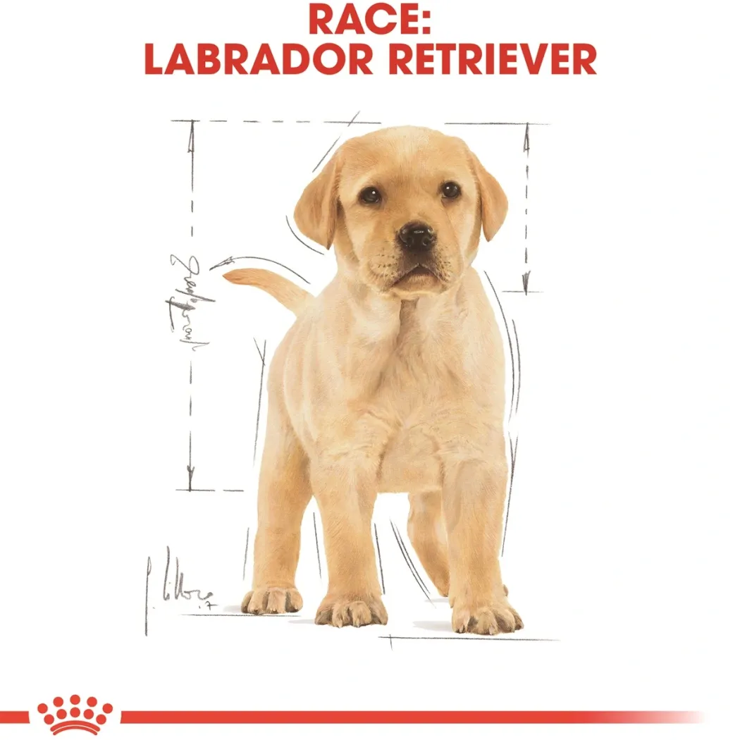 Royal Canin Labrador Retriever Puppy 12 kg - tørfoder til hvalpe