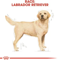 Royal Canin Labrador Retriever Adult 12 kg - tørfoder til voksne hunde
