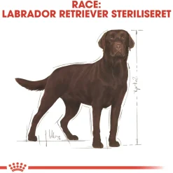Royal Canin Labrador Retriever Sterilised Adult 12 kg - tørfoder til voksne hunde