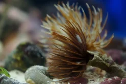 Sabellastarte spectabilis Børsteorm