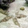 Sand søstjerne (Archaster typicus) 4-6 cm
