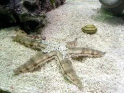 Sand søstjerne (Archaster typicus) 4-6 cm