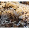 Sandgecko - Stenodactylus sthenodactylus